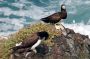 Trinidad2005 - 164 * Brown Booby.